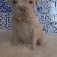 Bently, a male French Bulldog for sale in Indianapolis, IN – Photo 2 of 4