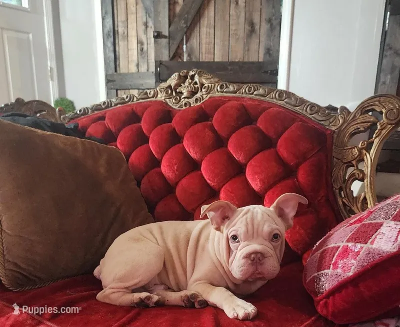 Bently – French Bulldog puppy for sale in Indianapolis, IN