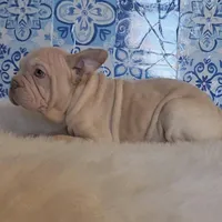 Bently, a male French Bulldog for sale in Indianapolis, IN – Photo 4 of 4