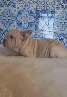 Bently, a male French Bulldog for sale in Indianapolis, IN – Photo 4 of 4