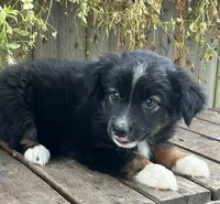 Katie, a female Australian Shepherd for sale in Indianapolis, IN – 3 of 5