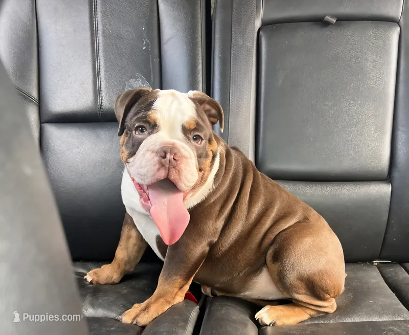 Cocoa – English Bulldog puppy for sale in Indianapolis, IN