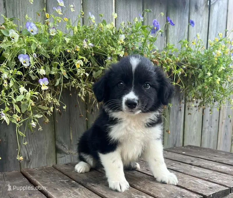 Alex – Australian Shepherd puppy for sale in Indianapolis, IN