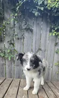 Merlin, a male Australian Shepherd for sale in Indianapolis, IN – 5 of 5