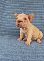 Vito, a male French Bulldog for sale in Indianapolis, IN – 8 of 8