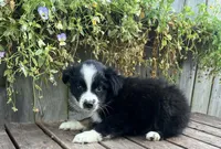 Diesel , a male Australian Shepherd for sale in Indianapolis, IN – 5 of 6