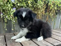 Kylie, a female Australian Shepherd for sale in Indianapolis, IN – 3 of 3