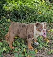 Maribell, a female English Bulldog for sale in Indianapolis, IN – 7 of 9