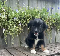 Katie, a female Australian Shepherd for sale in Indianapolis, IN – 5 of 5