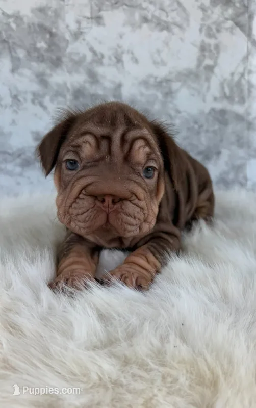 Gigi – French Bulldog puppy for sale in Indianapolis, IN
