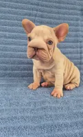 Vito, a male French Bulldog for sale in Indianapolis, IN – 6 of 8
