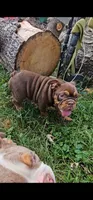 Duncan , a female English Bulldog for sale in Indianapolis, IN – 8 of 9