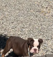 Cocoa, a female English Bulldog for sale in Indianapolis, IN – 5 of 10