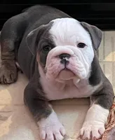 Muffin, a female English Bulldog for sale in Indianapolis, IN – Photo 5 of 7