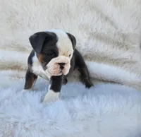 Muffin, a female English Bulldog for sale in Indianapolis, IN – Photo 6 of 7