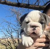 Muffin, a female English Bulldog for sale in Indianapolis, IN – Photo 7 of 7