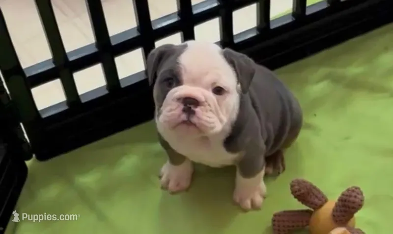 Muffin – English Bulldog puppy for sale in Indianapolis, IN