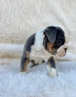 Muffin, a female English Bulldog for sale in Indianapolis, IN – Photo 4 of 7