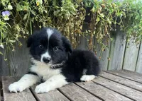 Alex, a male Australian Shepherd for sale in Indianapolis, IN – 2 of 6