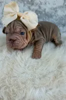 Isabella, a female French Bulldog for sale in Indianapolis, IN – 3 of 7