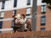 Dottie, a female English Bulldog for sale in Indianapolis, IN – Photo 9 of 10