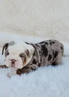 Dottie, a female English Bulldog for sale in Indianapolis, IN – Photo 7 of 10