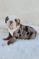 Dottie, a female English Bulldog for sale in Indianapolis, IN – Photo 8 of 10