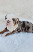 Dottie, a female English Bulldog for sale in Indianapolis, IN – Photo 3 of 10