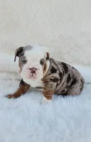 Dottie, a female English Bulldog for sale in Indianapolis, IN – Photo 5 of 10