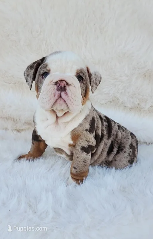 Dottie – English Bulldog puppy for sale in Indianapolis, IN
