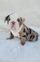 Dottie, a female English Bulldog for sale in Indianapolis, IN – Photo 4 of 10