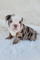 Dottie, a female English Bulldog for sale in Indianapolis, IN – Photo 2 of 10