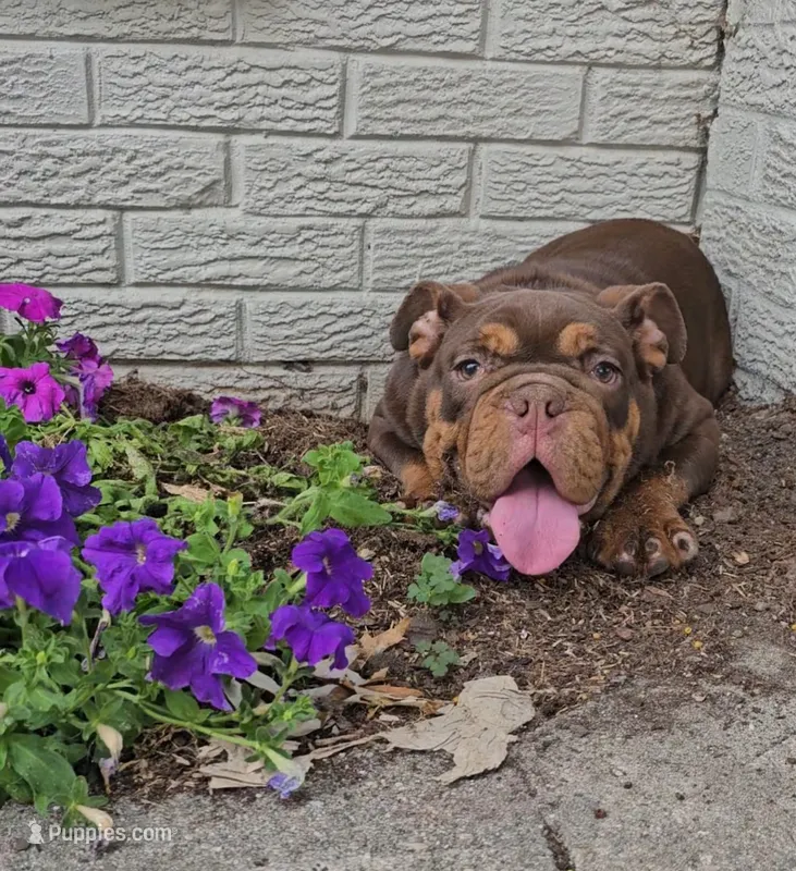 Duncan  – English Bulldog puppy for sale in Indianapolis, IN