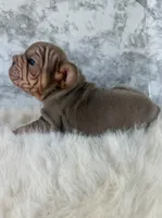 Isabella, a female French Bulldog for sale in Indianapolis, IN – 6 of 7