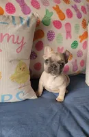 Bronx, a male French Bulldog for sale in Indianapolis, IN – Photo 3 of 4