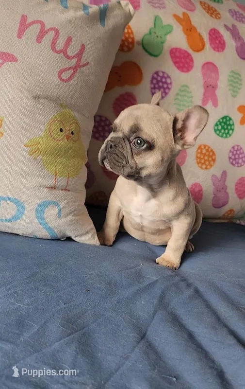 Bronx – French Bulldog puppy for sale in Indianapolis, IN