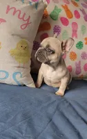 Bronx, a male French Bulldog for sale in Indianapolis, IN – Photo 1 of 4