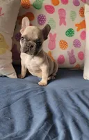Bronx, a male French Bulldog for sale in Indianapolis, IN – Photo 2 of 4