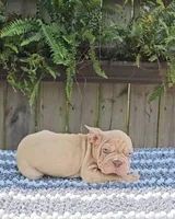 Ziggy, a female French Bulldog and Frenchton for sale in Indianapolis, IN – 3 of 3