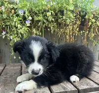 Diesel , a male Australian Shepherd for sale in Indianapolis, IN – 3 of 6