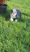 Muffin, a female English Bulldog for sale in Indianapolis, IN – 5 of 8