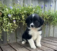 Alex, a male Australian Shepherd for sale in Indianapolis, IN – 5 of 6