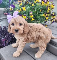 Sadie, a female Shihpoo and Poodle - Toy  for sale in Indianapolis, IN – 3 of 3