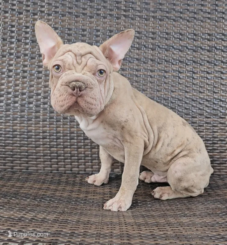 Jaxon – French Bulldog, Frenchton puppy for sale in Indianapolis, IN