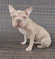Jaxon, a male French Bulldog and Frenchton for sale in Indianapolis, IN – 1 of 2