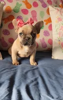 Bianca, a female French Bulldog for sale in Indianapolis, IN – Photo 2 of 3