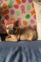 Bianca, a female French Bulldog for sale in Indianapolis, IN – Photo 1 of 3