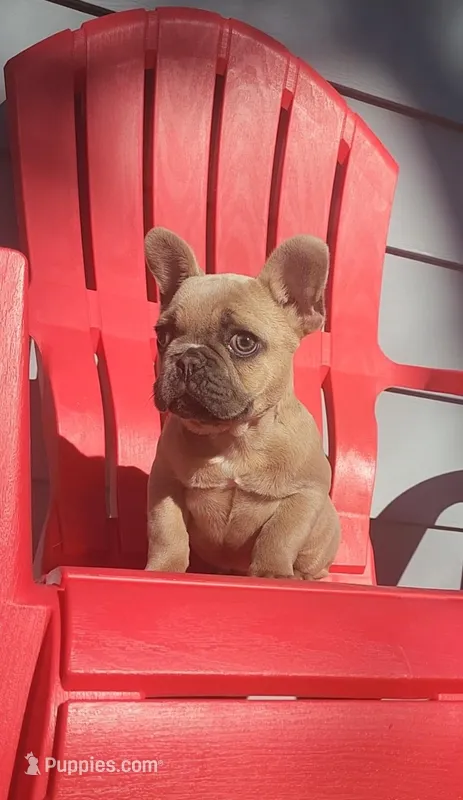Bianca – French Bulldog puppy for sale in Indianapolis, IN