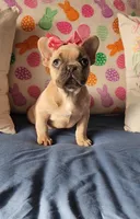 Bianca, a female French Bulldog for sale in Indianapolis, IN – Photo 3 of 3