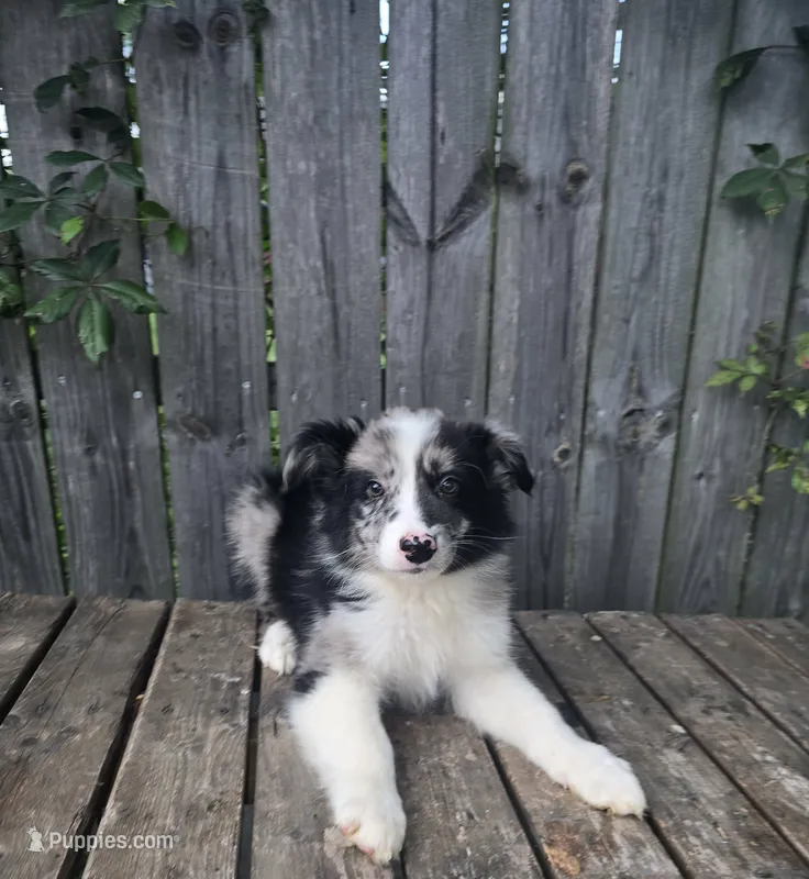 Merlin – Australian Shepherd puppy for sale in Indianapolis, IN